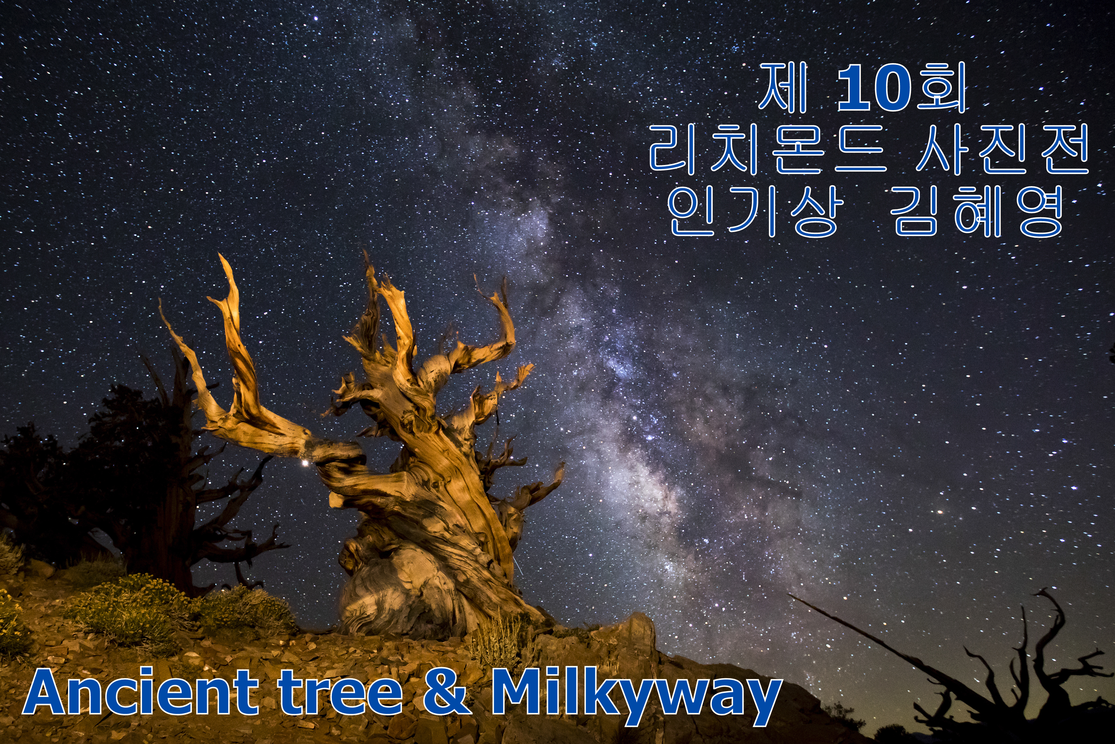 회F  Ancient Tree & Milkyway-25 김혜영 (인기상)-교.JPG
